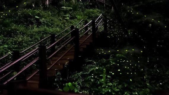 夜語火金姑「歡螢光臨」華山商圈
