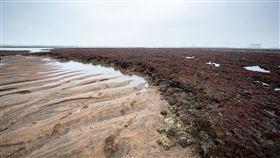 藻礁（圖／翻攝自鄭文燦臉書）