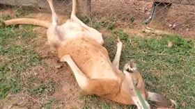 埔心牧場,紅大袋鼠,袋鼠,(圖／埔心牧場提供)