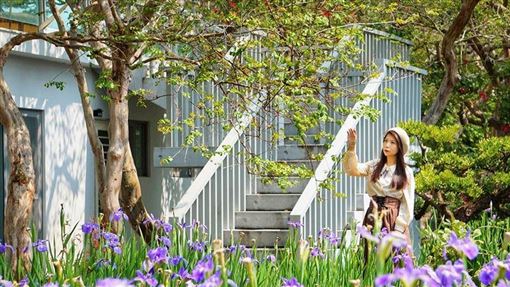 田尾台版迷你兼六園超好拍 淡紫色鳶尾花佈滿庭院浪漫滿點 名家 三立新聞網setn Com