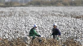 中國棉花協會：反對西方限制新疆紡織供應鏈中國棉花協會1日表示，堅決反對以美國為首的西方各國對新疆紡織服裝供應鏈及其相關產品實施任何限制，支持邀請國外行業協會、品牌商及第三方機構赴新疆調研。圖為2019年10月，新疆的棉農在摘採棉花。（中新社提供）中央社  110年4月2日
