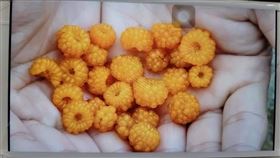 懸鉤子,登山,果實,真魷味(翻攝自 爆廢1公社)