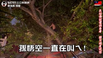 齊天大聖降駕！他爬樹狂吼姿態如猴子