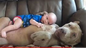 寵物,狗,比特犬,嬰兒,撒嬌（圖／翻攝自RM Videos YouTube）