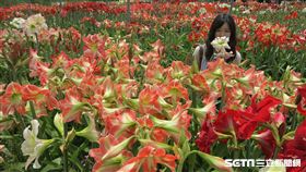 孤挺花海在礁溪　限定1個月（圖／記者游雅嵐攝影）