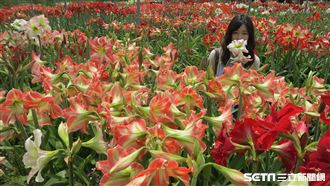 宜蘭秘境／粉鮭一片　世界級孤挺花海