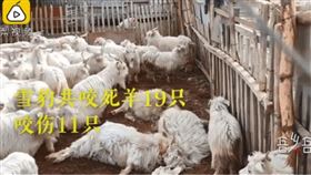 新疆,羊,雪豹,攻擊（圖／翻攝自梨視頻）