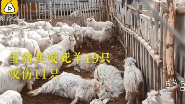 雪豹闖羊群「免費吃到飽」隔天剩這幕