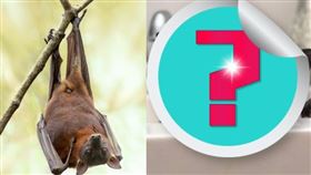 愛禮莎的女兒見撿到一隻被人遺棄的「蝙蝠」，當醫生洗乾淨後，才發現牠原來是隻狗狗。（圖／翻攝自instagram/meeplysparrow）