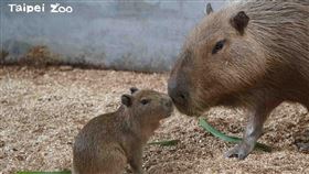 剛滿月的水豚寶寶「車車」今（5）天正式和大家見面（圖／翻攝自Taipei Zoo 臺北市立動物園粉專）