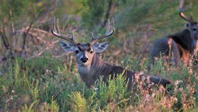 把獸醫當敵人！使強大防禦策略　數百頭馴鹿擺「旋風陣」（圖／翻攝自Pixabay）