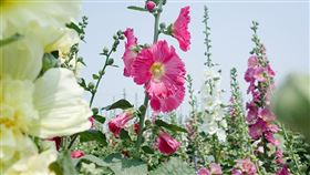 名家專用／台灣旅行趣（勿用）