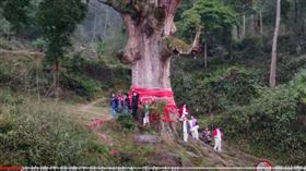 貴州楠木王（圖／翻攝自貴州李俊 Guizhou Li Jun YouTube）