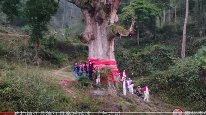 出價破億不賣　揭千年楠木王神秘傳說