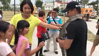 逛街驚見鱷魚趴趴走　飼主：牠很乖