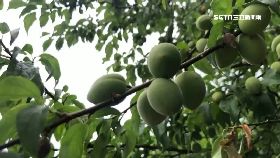 文 缺水梅小顆1200.