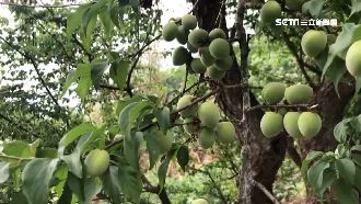 梅子缺水長不大　均重僅剩去年一半