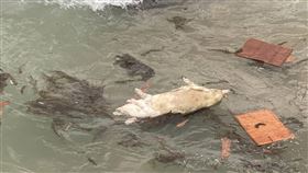 海巡署4日巡邏經過新北市萬里龜吼海岸，在岸邊15公尺海域發現一隻死亡的豬隻 海巡署提供