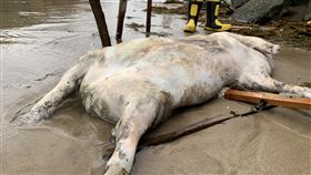 萬里岸際豬屍驗出非洲豬瘟  推測為中國漂來新北萬里岸際出現台灣本島首例染非洲豬瘟海漂豬屍，非洲豬瘟中央災害應變中心6日指出，現場半徑10公里內11處養豬場採血檢驗結果均陰性，已排除為國內棄置死豬，推測染疫豬隻是由中國海漂而來。（農委會防檢局提供）中央社記者楊淑閔傳真  110年4月6日