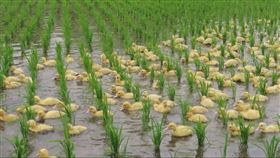 鴨子,福壽螺,水稻田,秧苗,農民。（圖／翻攝自稻鴨庄鴨耕米）