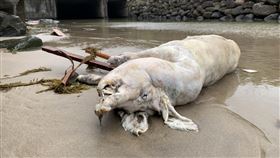 萬里海漂豬驗出非洲豬瘟　台灣本島首見農委會6日表示，4日海巡署在新北市萬里區龜吼平台岸際發現1隻死亡豬隻，檢出非洲豬瘟陽性，是本島首見，周邊11個養豬場已驗4場陰性，其他場數下午結果出爐會陸續公布。（農委會防檢局提供）中央社記者楊淑閔傳真  110年4月6日