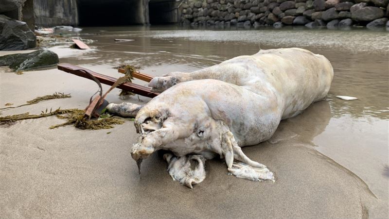 染非洲豬瘟海漂豬　周邊豬場全數安全