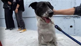 國體大兄妹雙亡！愛犬小掰看新聞飆淚