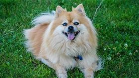 博美犬化身健美狗！1動作秀出「超狂六塊肌」　惹全網暴動 （示意圖／翻攝自Pixabay）