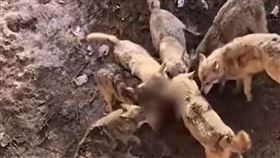 貴賓狗被狼咬死　圖／翻攝自漩渦視頻