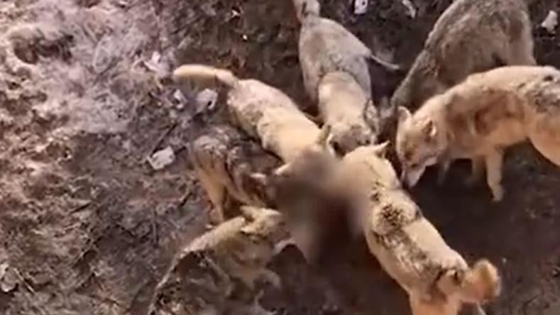 女抱貴賓狗手滑　愛犬掉進狼坑遭撕咬