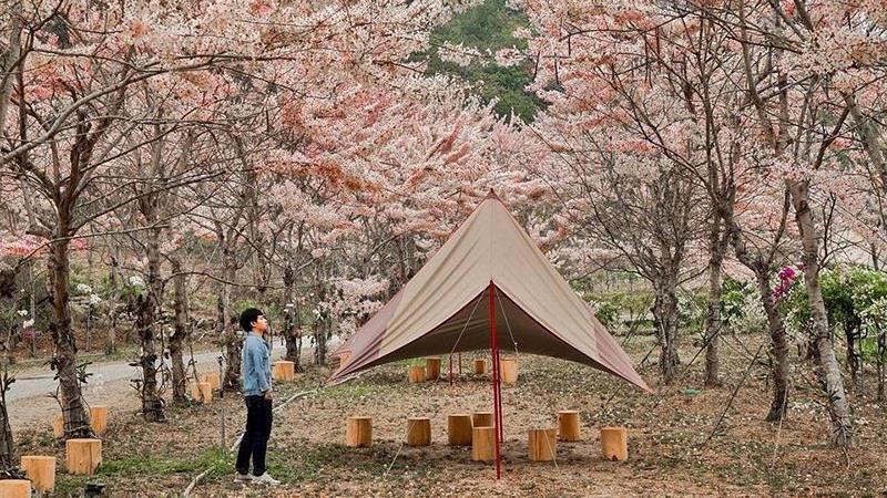 這裡除了賞花　還可以享受露營