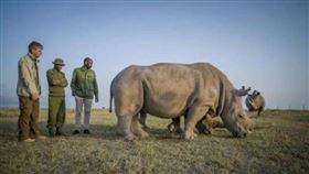 ▲世上僅存的2隻北白犀牛母女。（圖／翻攝自Ol Pejeta推特）