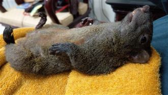 鼠鼠奇葩睡姿引熱議　網笑：太像人了