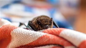 蝙蝠。（圖／翻攝自pixabay）