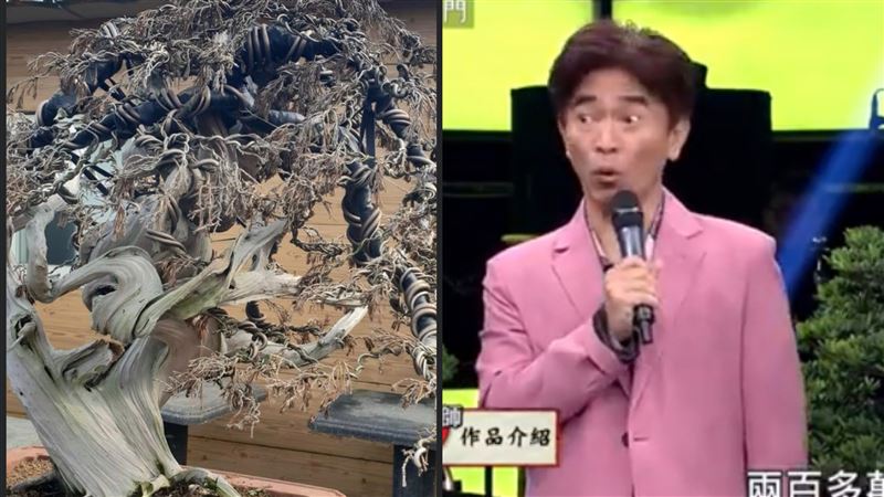 百年三郎柏枯死　網驚：1台賓士不見