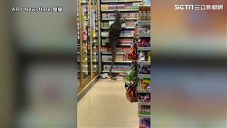 2公尺巨蜥摧殘片　哥吉拉大戰超商