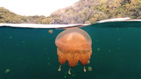 帛琉,水母湖,台帛旅遊泡泡,旅遊泡泡（圖／記者花芸曦攝影）