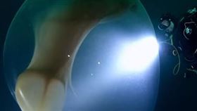 潛水員發現巨大的透明狀球體，多年後經過分析終於證實了牠的身分。（圖／翻攝自Discovery臉書） 