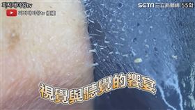 ▼▲附帶音效雙重療癒。（圖／피지대마왕tv 授權）