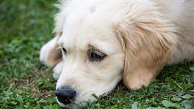 黃金獵犬。（圖／Pixabay）