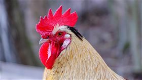 公雞(翻攝自 Pixabay)