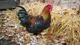 公雞(翻攝自 Pixabay)