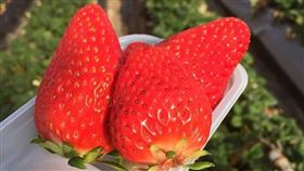 草莓拉麵,新冠肺炎,深作農園,日本,草莓