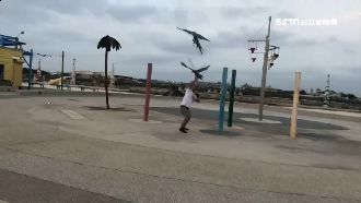 以為是老鷹！金剛鸚鵡放飛嚇壞遊客