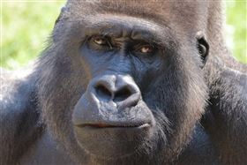 大猩猩(圖/pixabay)