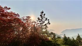 太平山紫葉槭綻放紫紅新葉(羅東林管處提供)