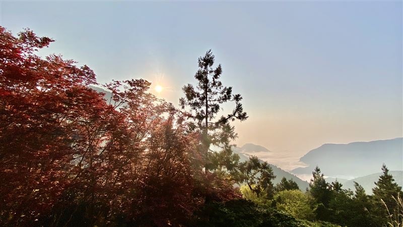 太平山紫葉槭綻放　春天欣賞滿目楓紅