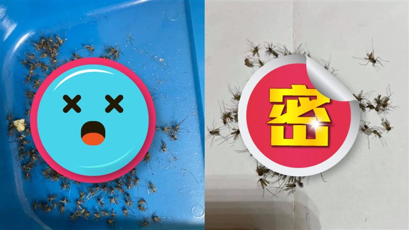 捕蚊燈有用？他實測見蚊子屍海嚇壞了