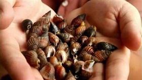 ▲織紋螺，一顆就可能致命。（圖／翻攝自百度百科）