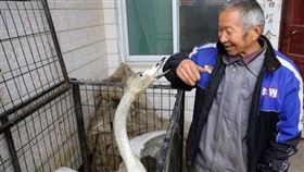 ▲山西大叔與大鳥培養出親暱的感情。（圖／翻攝自微信）